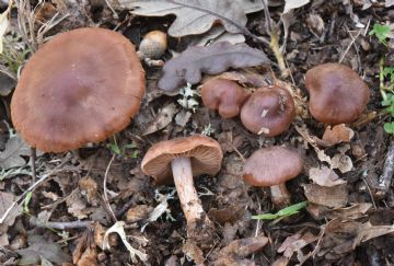 Cortinarius confirmatus