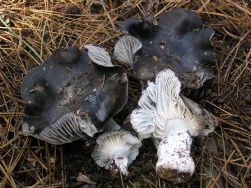 Hygrophorus marzuolus