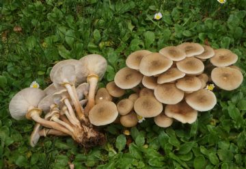 Armillaria mellea