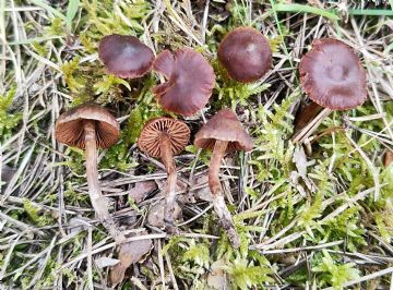 Cortinarius impolitus (Autor: Augusto Calzada)