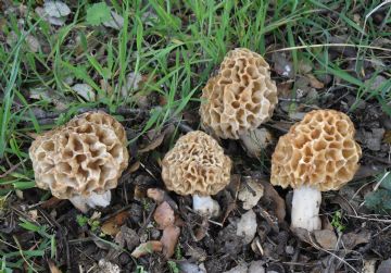 Morchella esculenta (Autor: Augusto Calzada)