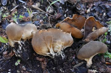 Helvella acetabulum- Autor: Augusto Calzada