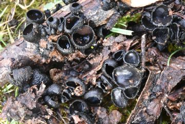 Plectania rhytidia ( Autor: Augusto Calzada)